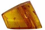 Several Fossil Flies (Diptera) In Baltic Amber #105529-7